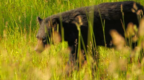Black Bear Stock Footage 31871965