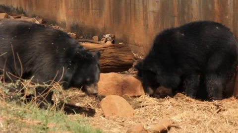 Black bear Stock Footage 36518745