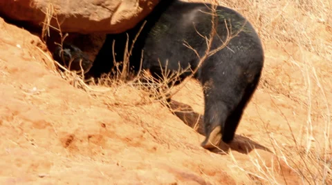 Black bear Stock Footage 36519066