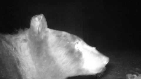 Black Bear Stock Footage 43042875