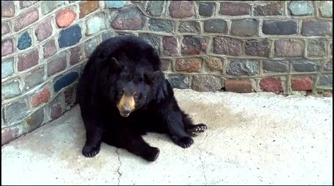 Black bear Stock-Footage 49597561