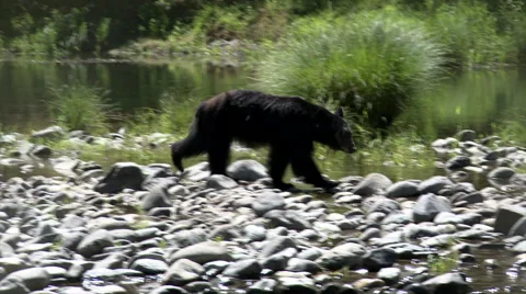 Black Bear 動画素材 52707167