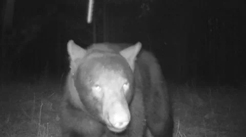 Black Bear Stock Footage 56875283