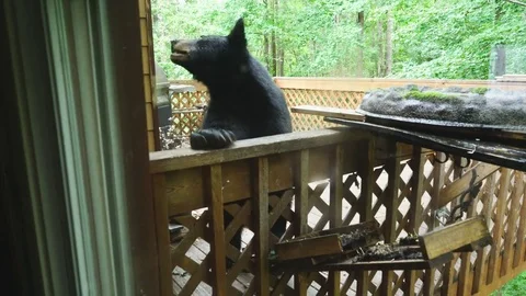 Black Bear Video stock 78554901