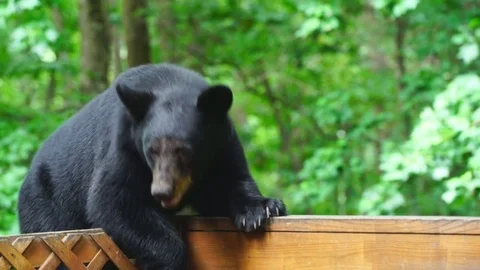 Black Bear Video stock 78556143