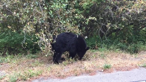 Black bear Stock Footage 79774036