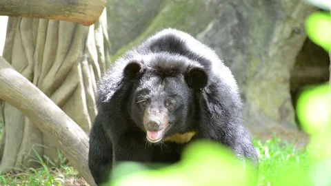 Black Bear Video stock 91693425