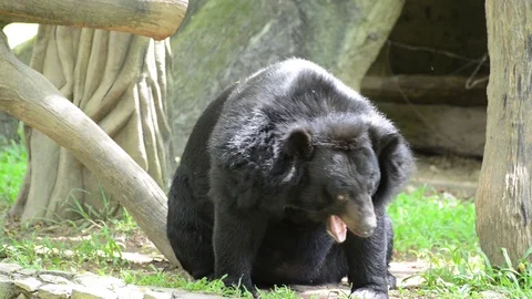 Black Bear Video stock 91693426