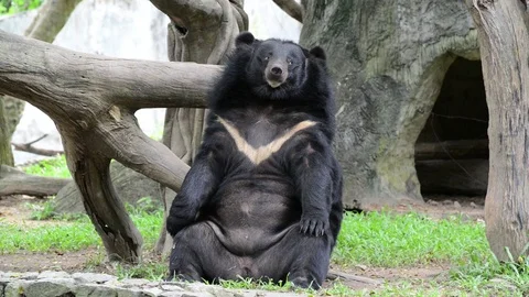 Black Bear Video stock 91693606