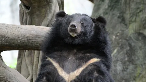 Black Bear Video stock 91693625