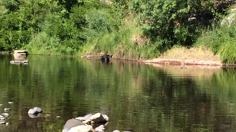 Black Bear Stock Footage 95854872