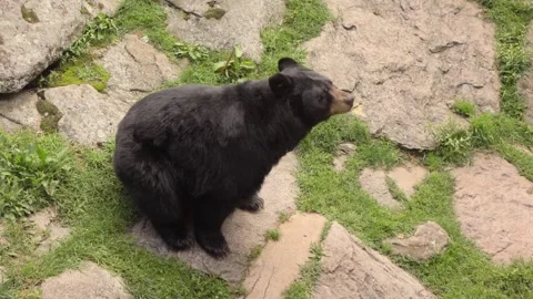 Black bear 動画素材 139536066
