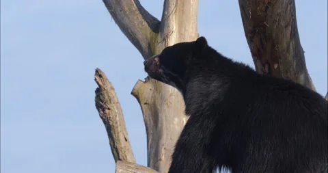 Black bear Stock Footage 234184432