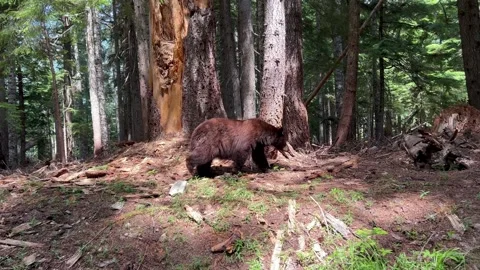 Black Bear Stock Footage 246863942