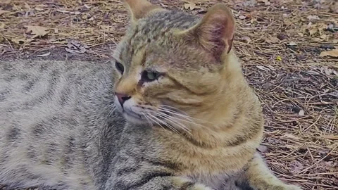 A black bear that is. Stock Footage 284660849