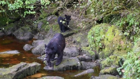 A black bear forages for food while her cub stays close by Stock Footage 97798935