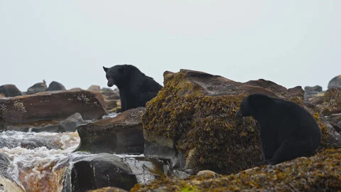 Black Bear Foraging Along A Rocky Flowing River In Vancouver Island, British Stock Footage 333725490