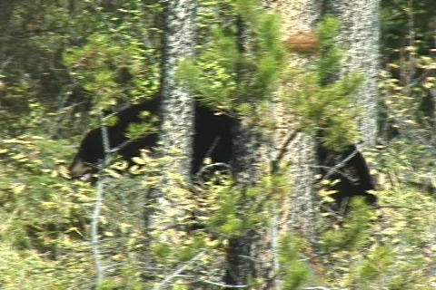 Black Bear Foraging Berries Stock Footage
