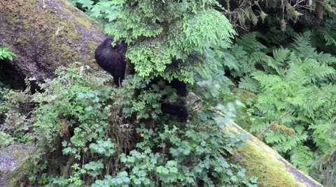 Black bear foraging for berries in southeast Alaska Stock Footage