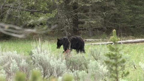 Black Bear Foraging in Meadow in Yellowstone National Park Stock Footage 107061685