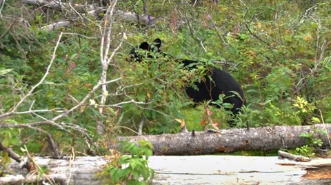 Black Bear in Forest 1 Stock Footage 8520912