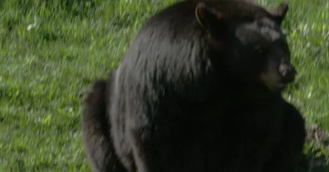Black Bear in the Forest - alarmed and standing up to scare off intruders 스톡 동영상 50410655