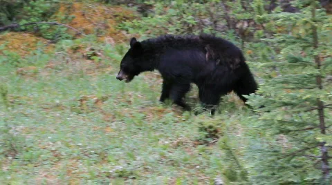 Black bear in forest British Columbia Canada HD Stock Footage 838559