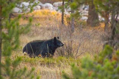 Black bear in a forest in Canada Foto stock