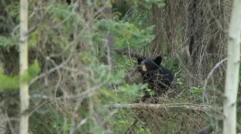 Black bear in forest Stock Footage 10753197