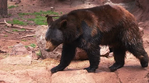 A black bear in the forest Stock Footage 92826564
