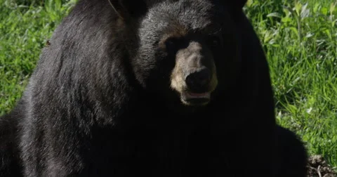 Black Bear in the Forest - hot summer day Video stock 50411194