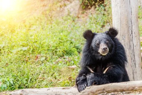 Black bear in the forest. Foto stock