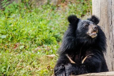 Black bear in the forest. Stock Photos