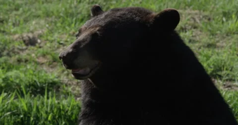 Black Bear in the Forest - side profile of face Stock Footage 50411322