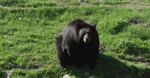 Black Bear in the Forest - Standing up and being threatening Stock Footage 50410925