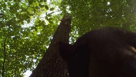 Black bear in forest walks over top of camera Stock Footage 114140664