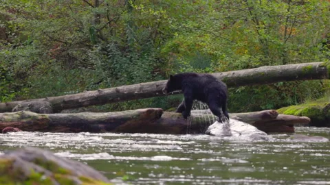 Black bear getting out of river, stepping onto fallen tree Stock Footage 320465361
