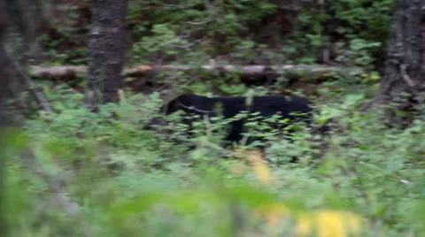 Black bear glacier 1 Stock Footage 1058667