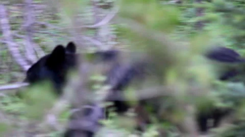 Black bear glacier 2 Vidéo 1058454