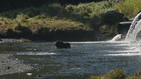 Black bear grabbing a fish at Herring Cove Stock Footage 248924717