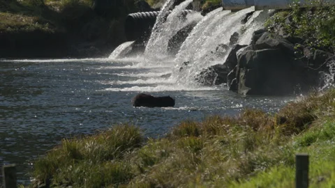 Black bear grabbing a fish at Herring Cove Stock Footage 248925519