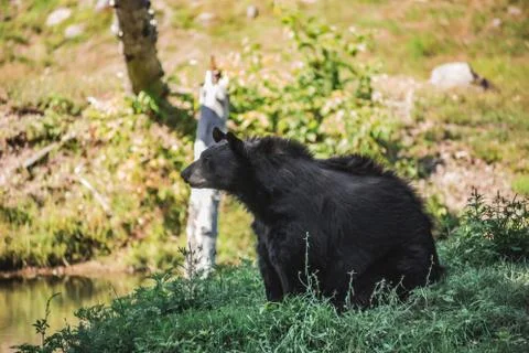 Black bear in grass on forest look amazing and beautiful Stock Photos
