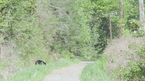 Black bear grazing 1 Stock Footage 110719397