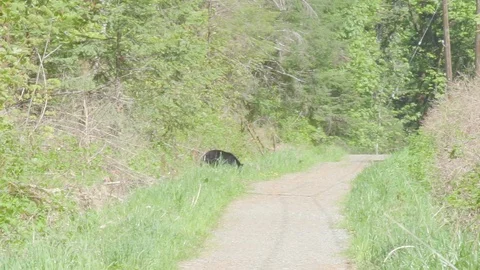 Black bear grazing 2 Stock Footage 110719048