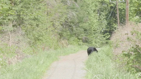 Black bear grazing 3 Stock Footage 110718537