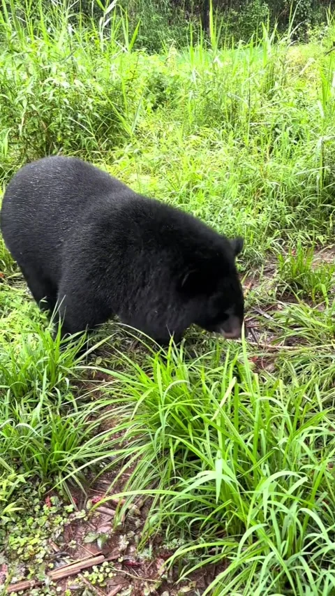 Black Bear Grazing in Grassy Field 스톡 동영상 343362863
