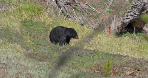 Black bear grazing before running through North American meadow Stock Footage 341678387