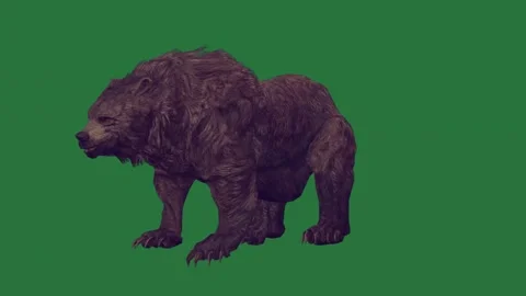 A black bear on green screen and lying down walking across animated chromakey Video stock 335122330