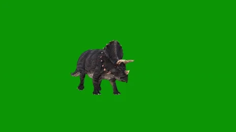 Black bear green screen dog standing front animated chromakey background motion Stock Footage 314067547
