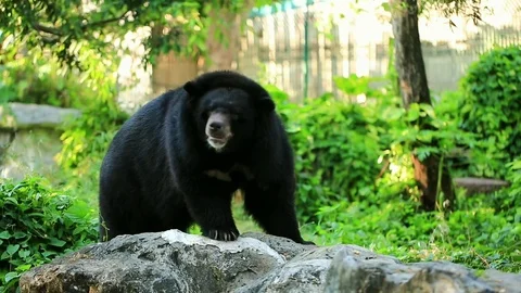 Black bear is happy Stock Footage 80914254